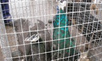 В городе Ипатово прошла животноводческая выставка