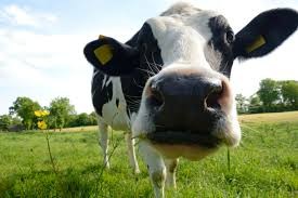 В Ипатовский район завезено 300 коров из Нидерландов