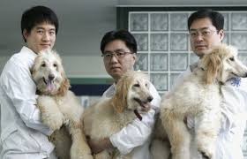 Китай построит крупнейшую в мире фабрику по клонированию животных