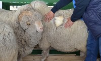 Овцы в хозяйствах Ставрополья дают по 4,4 кг шерсти