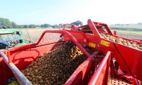 Активная уборка раннего картофеля начнется с середины июля