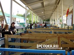 Результаты выставки племенных овец в городе Ипатово