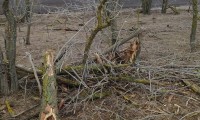 Житель Ставрополья подозревается в незаконной вырубке лесных насаждений 