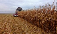 К 2023 году Ипатовский округ обеспечит себя и Ставрополье семенами подсолнечника и кукурузы
