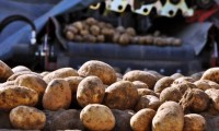 Ипатовские аграрии собрали 44 тонны картофеля