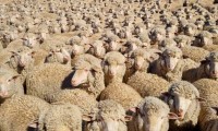 Выведенной на Ипатовской земле породе овец исполнилось 10 лет