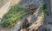 Факт незаконного хранения и выращивания наркосодержащих растений выявлен ипатовскими полицейскими