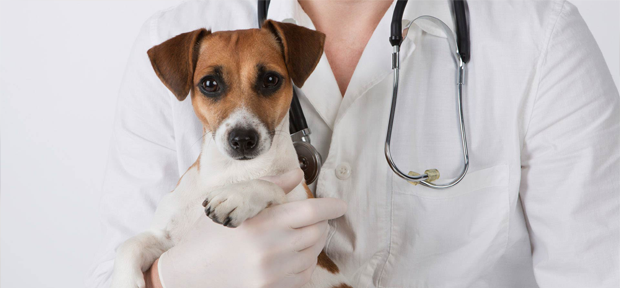 Как подготовить своего питомца к посещению ветеринарной клиники