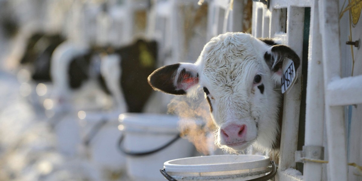 Фермеры в России могут перестать разводить скот из-за дешевого импорта